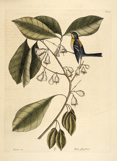 Halesia carolina