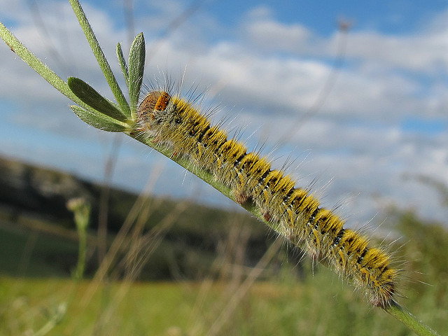 Hélianthème à bouquets (Halimium umbellatum)