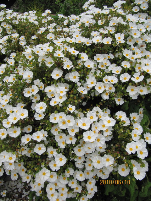 Hélianthème à bouquets
