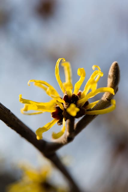 Hamamelis japonica