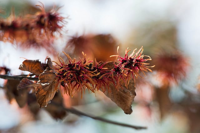 Hamamelis japonica