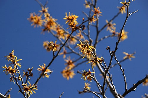 Hamamelis japonica