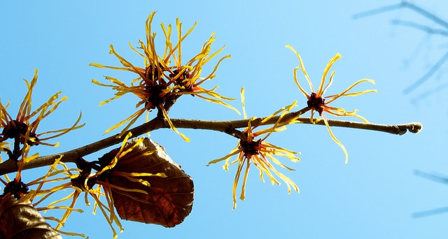 Hamamelis japonica