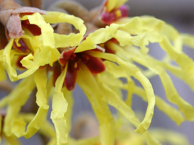 Hamamelis japonica