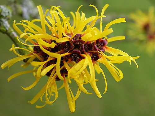 Hamamélis de chine (Hamamelis mollis)