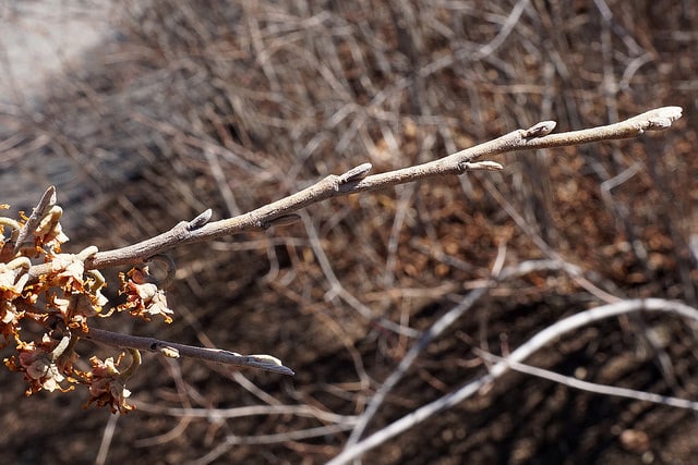 Hamamelis vernalis