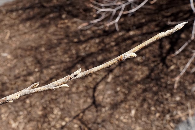 Hamamelis vernalis