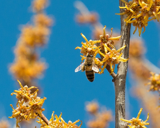 Hamamelis vernalis