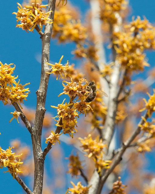 Hamamelis vernalis