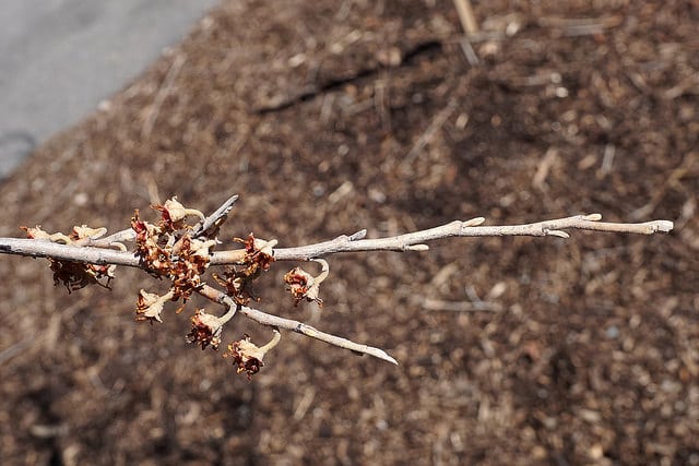 Hamamelis vernalis