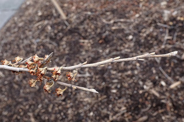 Hamamelis vernalis