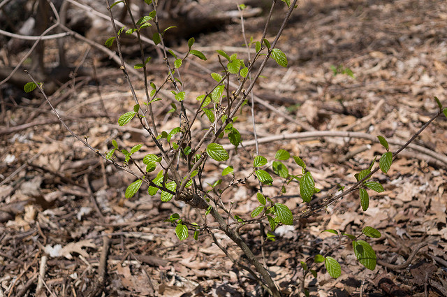Café du diable (Hamamelis virginiana)