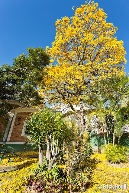 Tabebuia chrysantha