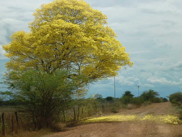 Tabebuia chrysantha