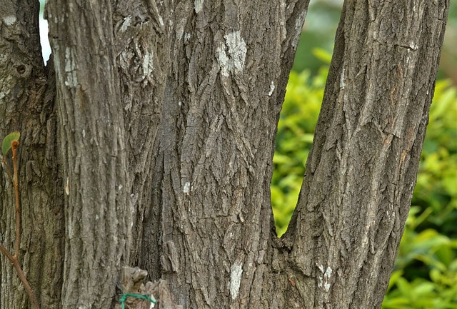 Tabebuia chrysantha