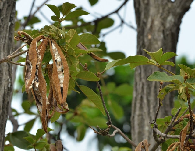 Tabebuia chrysantha