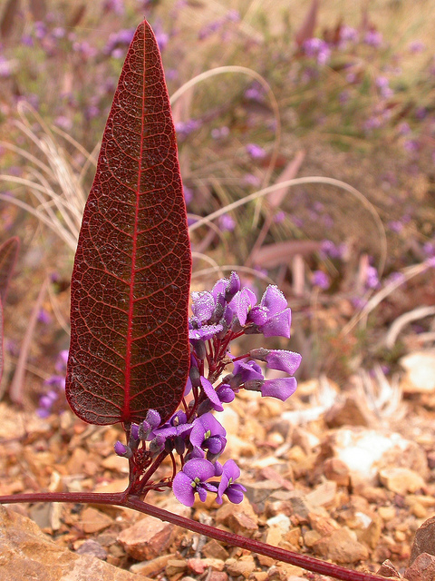 Hardenbergie violacée