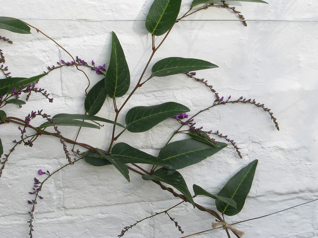Hardenbergie violacée (Hardenbergia violacea)