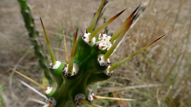 Harrisia martinii