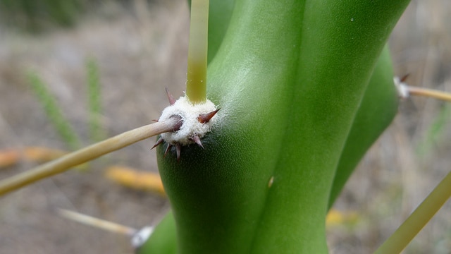 Harrisia martinii