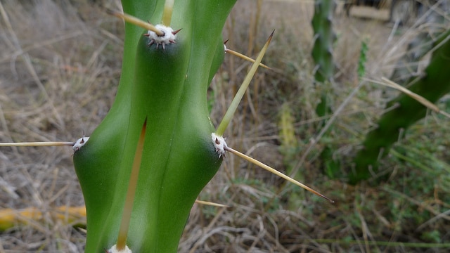 Harrisia martinii