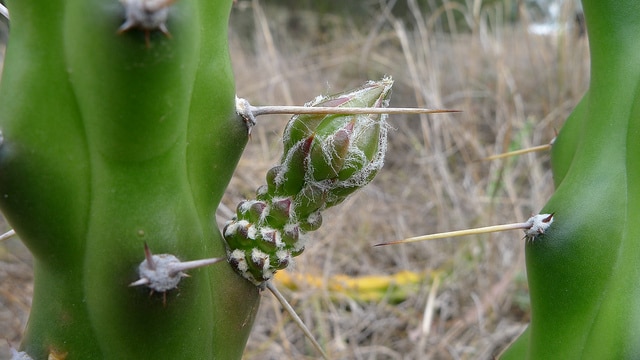 Harrisia martinii