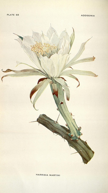 Harrisia martinii