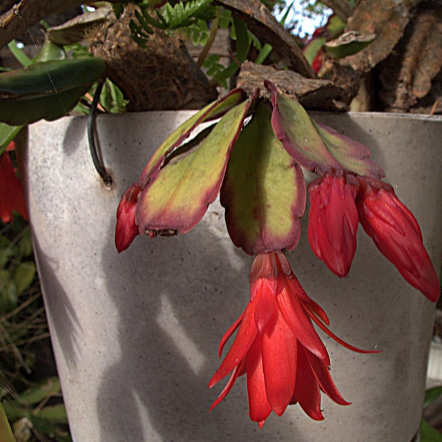 Cactus de pâques (Hatiora gaertneri)