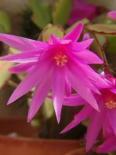 Cactus de pâques