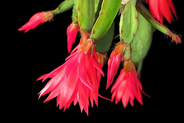 Cactus de pâques
