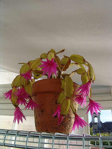 Cactus de pâques