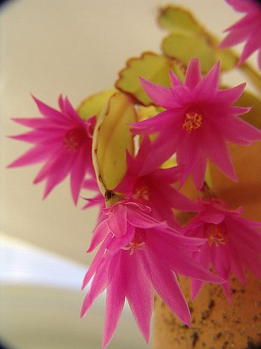 Cactus de pâques