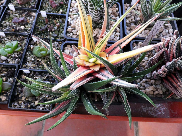 Haworthie à bande (Haworthia attenuata)