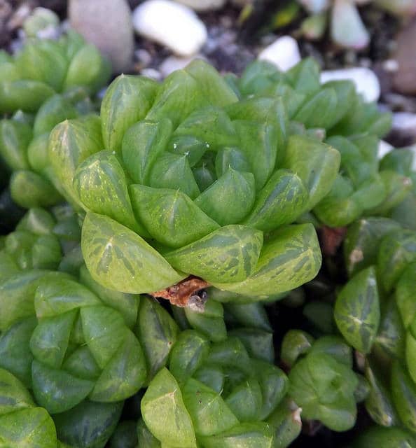 Haworthia cymbiformis