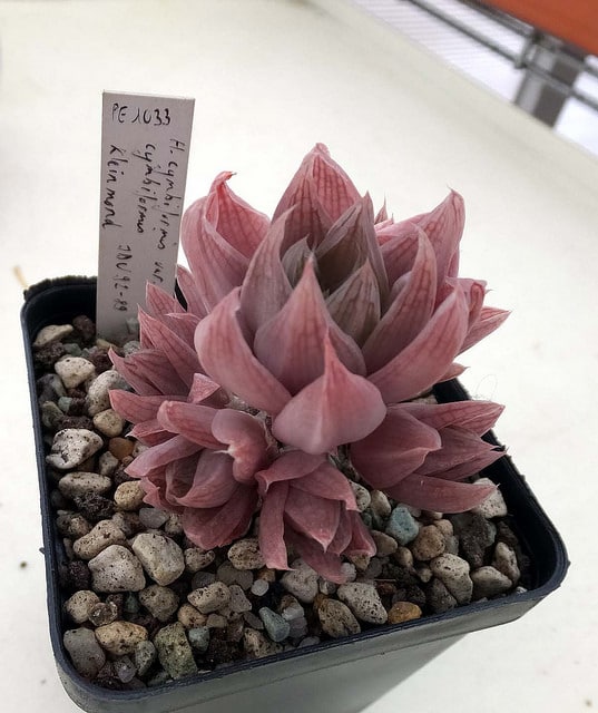 Haworthia cymbiformis