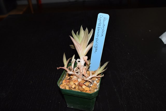 Haworthia cymbiformis
