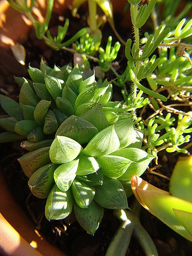 Haworthia cymbiformis