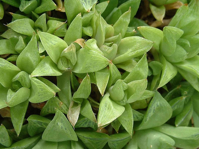 Haworthia cymbiformis