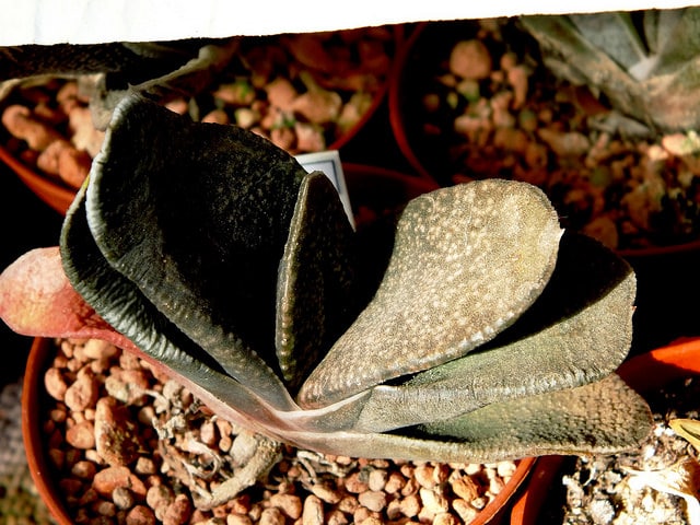 Haworthia decipiens