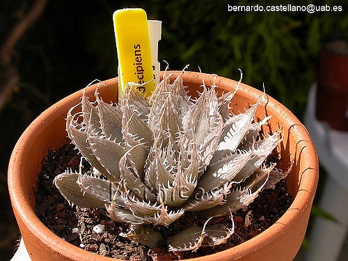 Haworthia decipiens