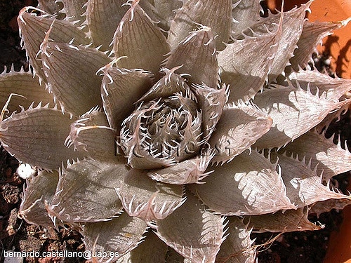 Haworthia decipiens