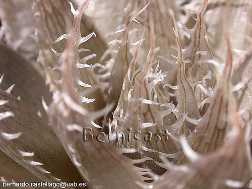 Haworthia decipiens