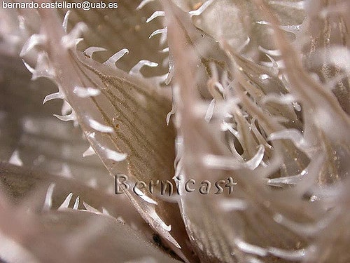 Haworthia decipiens