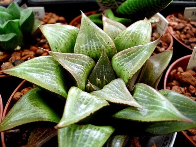 Haworthia emelyae