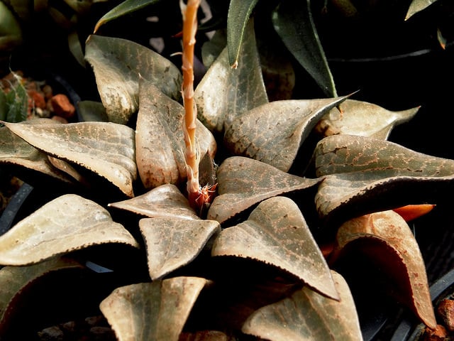 Haworthia emelyae