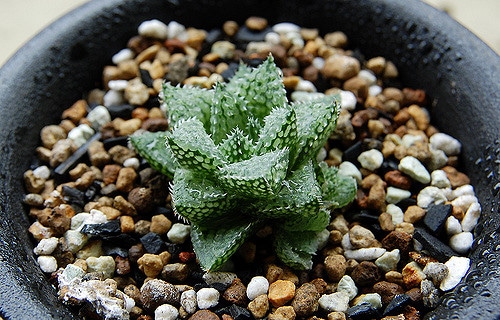 Haworthia emelyae
