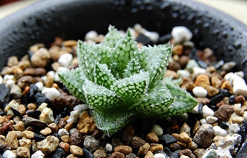 Haworthia emelyae (Haworthia emelyae)
