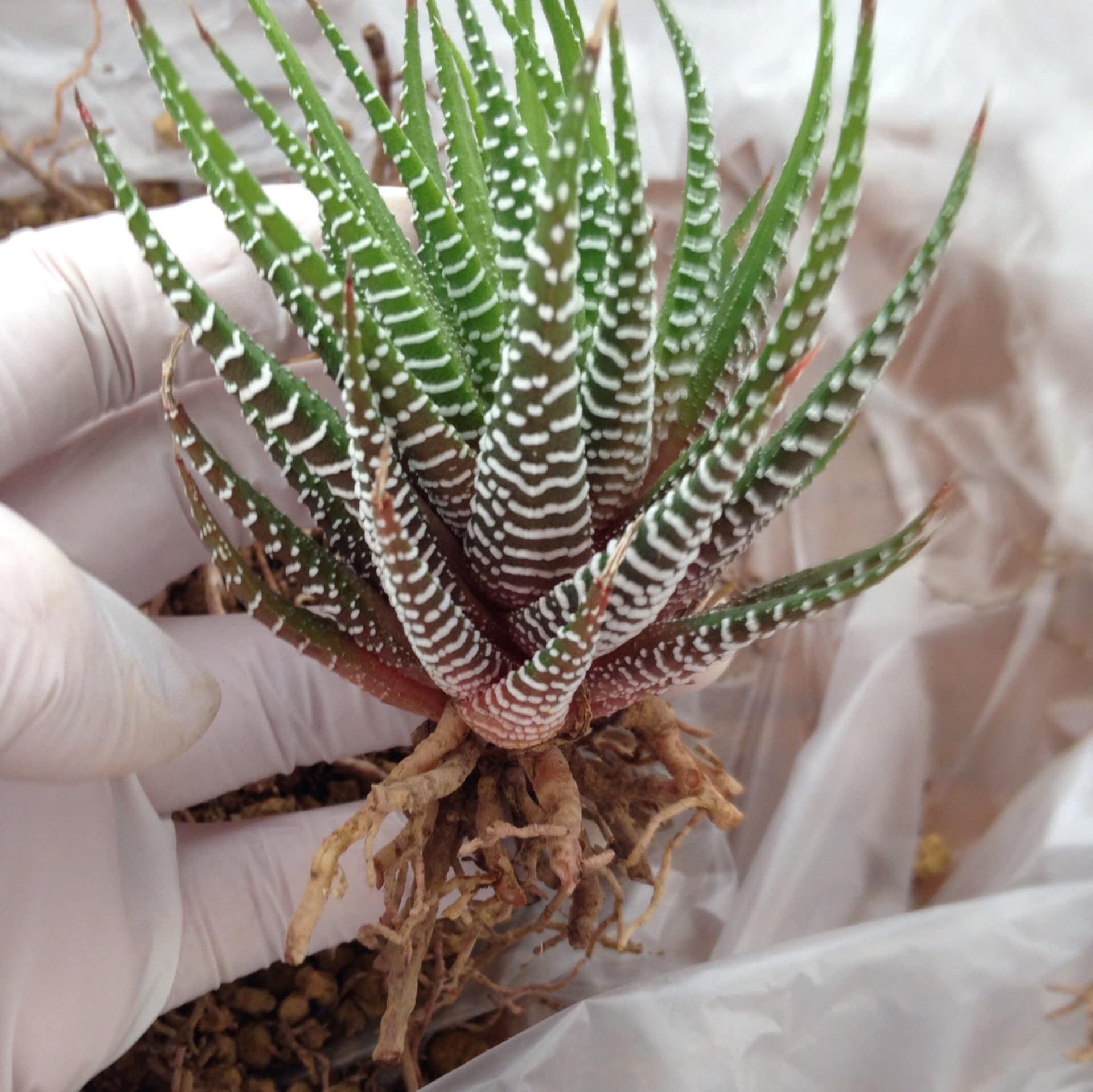 Haworthia fasciata (Haworthia fasciata)
