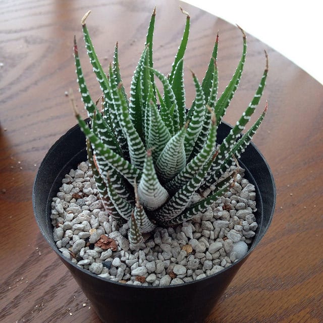 Haworthia fasciata
