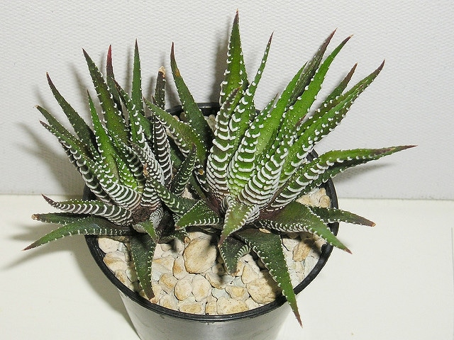 Haworthia fasciata